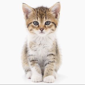 Meet your Posher, Tasha